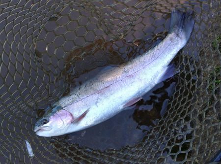 一日中釣れ続いた平谷湖フィッシングスポット